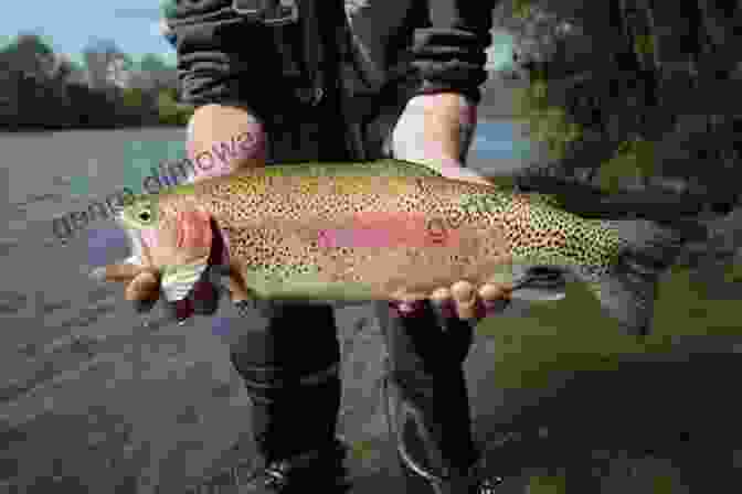 A Close Up Of A Rainbow Trout Caught In The Blackfoot River, Showcasing Its Vibrant Colors And Strong Markings. Fly Fishing The Blackfoot River: An Excerpt From Fly Fishing Montana