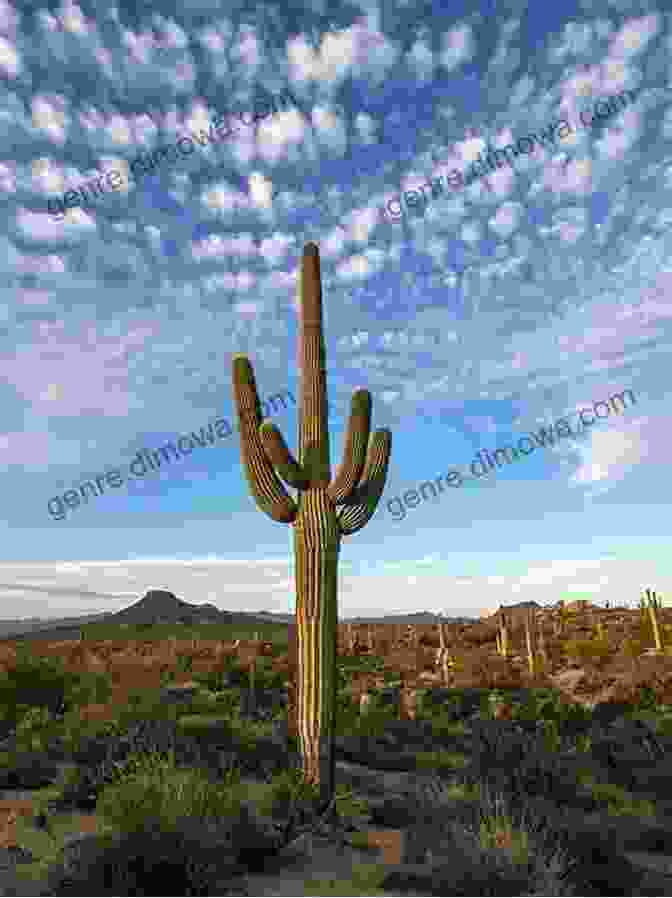 A Landscape Photograph Of Saguaro National Park, Featuring Giant Saguaro Cacti Reaching Towards The Sky Against A Vibrant Sunset. Arizona S National Parks And Monuments (Images Of America)