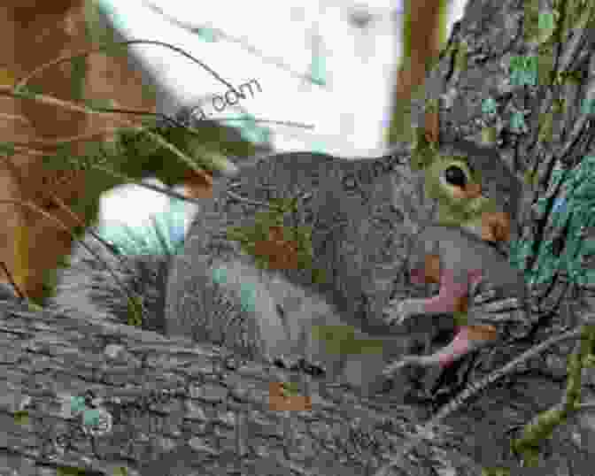 A Mother Squirrel Gently Singing A Lullaby To Her Baby Squirrel Grey Squirrel (Favorite Children S Songs)