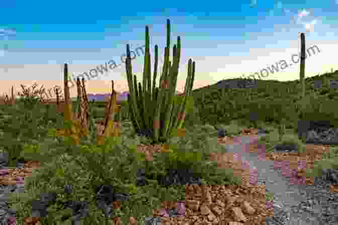 A Panoramic View Of Organ Pipe Cactus National Monument, Showcasing The Vast Desert Landscape Dotted With Unique Organ Pipe Cacti. Arizona S National Parks And Monuments (Images Of America)