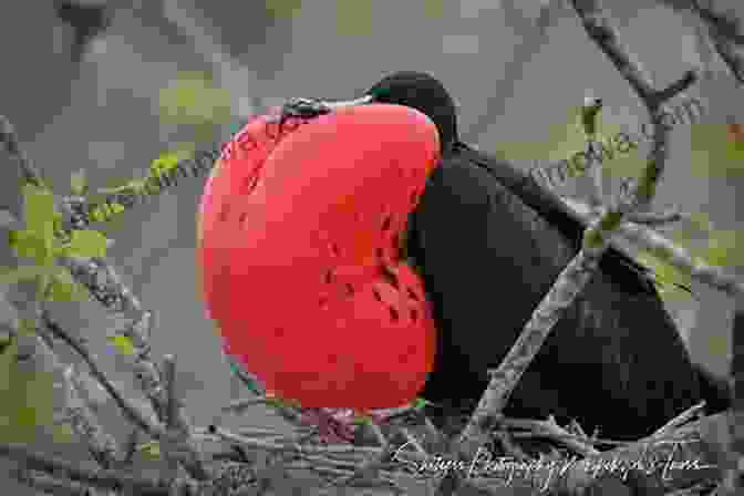 A Photograph Of A Bird Displaying Its Elaborate Mating Display, Surrounded By A Vibrant Background The Atlas Of Birds: Diversity Behavior And Conservation