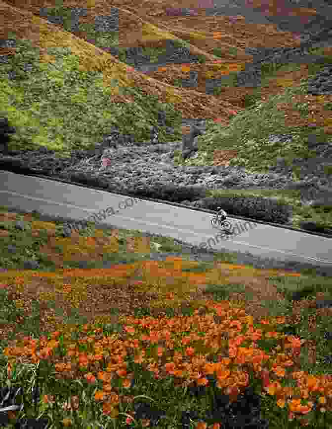 A Young Man On A Bicycle Riding Through A Field Of Wildflowers Young Man On A Bicycle: And The Goldini Bath (Classic Canning 10)