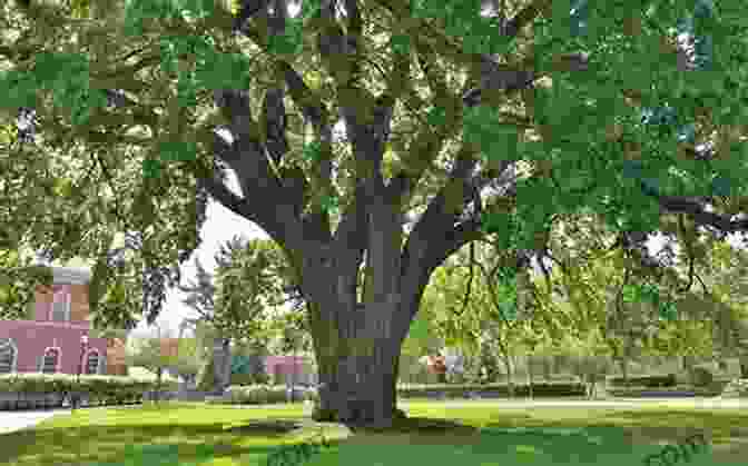 American Elm, A Towering Tree With An Elegant Canopy Trees Shrubs And Woody Vines In Kansas