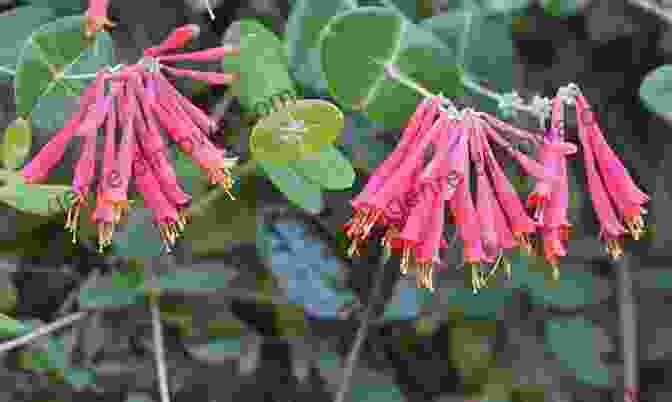 Coral Honeysuckle, A Vibrant Shrub With Showy Flowers Trees Shrubs And Woody Vines In Kansas