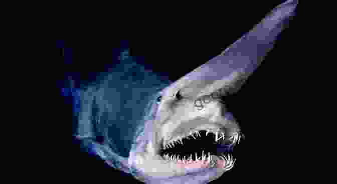 Deep Sea Fish Swimming Through A Dark Ocean Environment Silent Seas The Fish Race To The Bottom