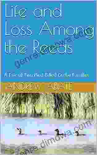 Life And Loss Among The Reeds: A Tale Of Two Pied Billed Grebe Families