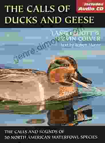 The Calls Of Ducks Geese